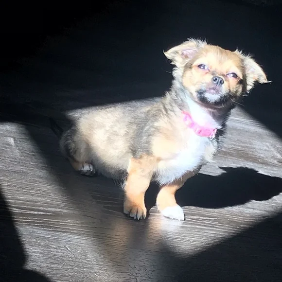 Trade 💕✨ - Picture 1 of 1